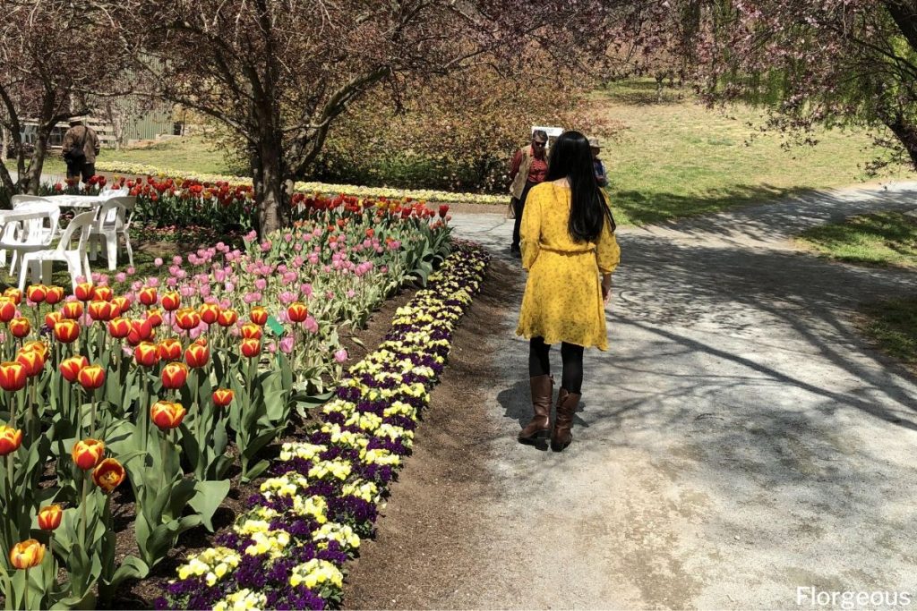 tulips in spring