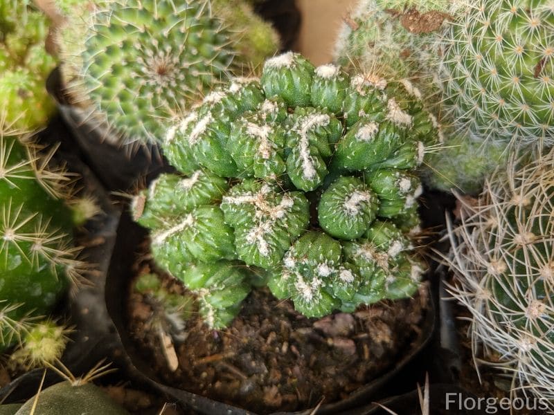 cactus that has soft thorns