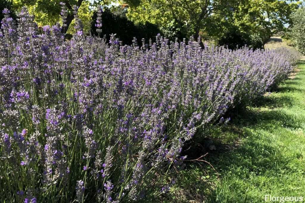 types of lavender