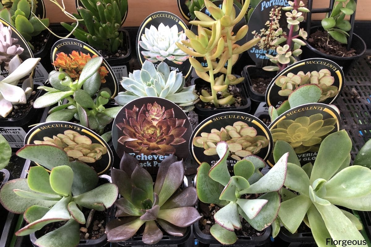 59 Different Succulent Types with Names and Pictures | Florgeous