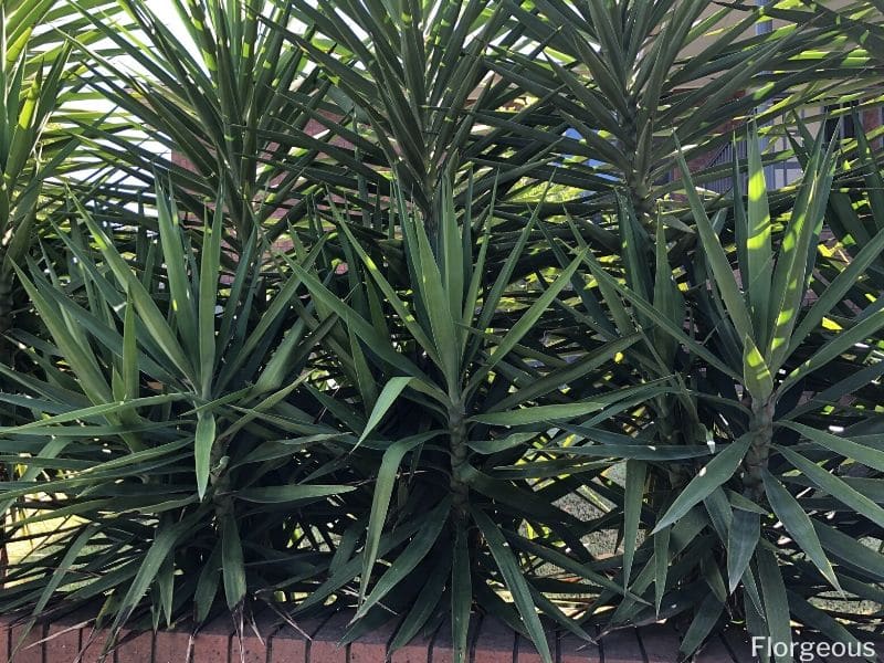 types of yucca