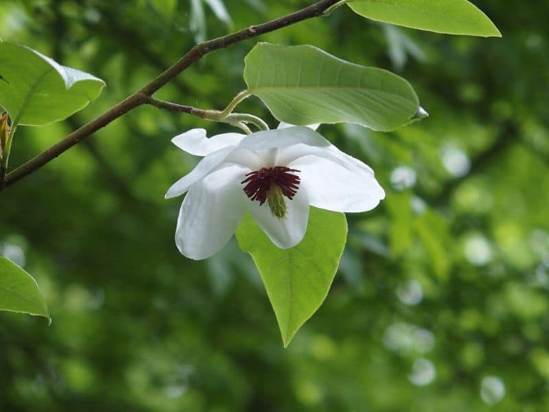 umbrella magnolia