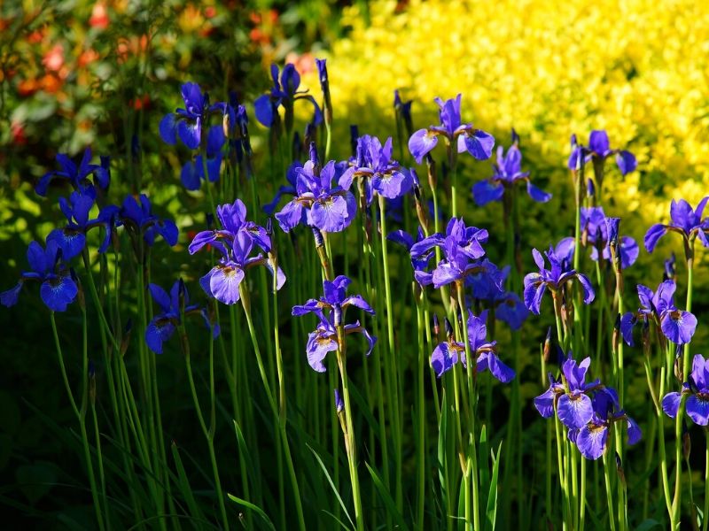 violet iris flowers