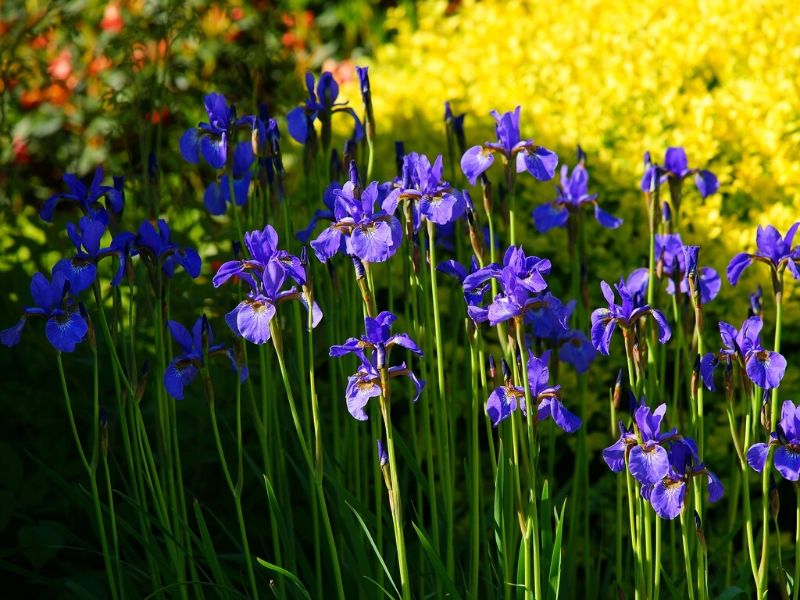 Irises: Flower Types, Plant Varieties, How To Grow and Care | Florgeous