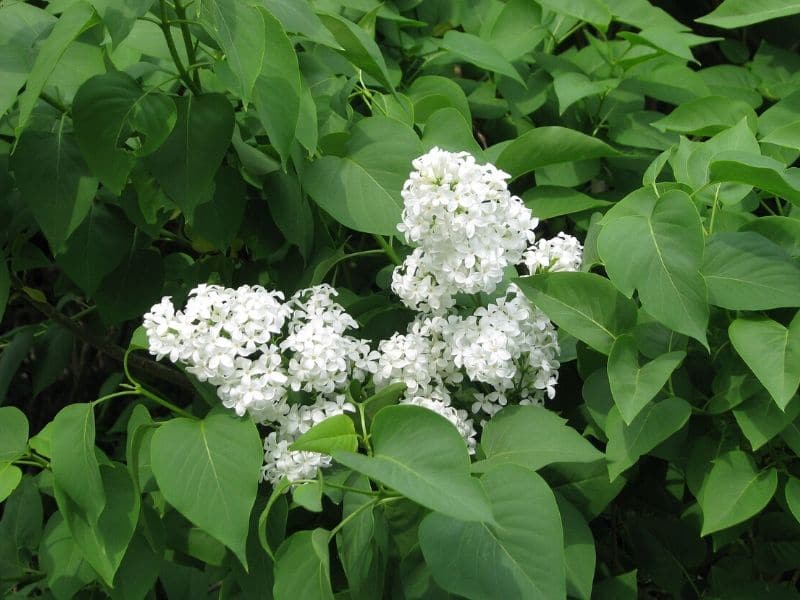 white common lilac