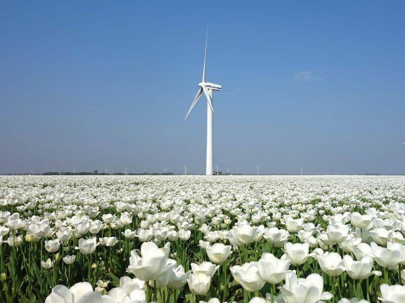 white tulips in a windmill