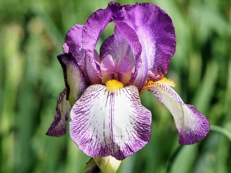 white violet iris