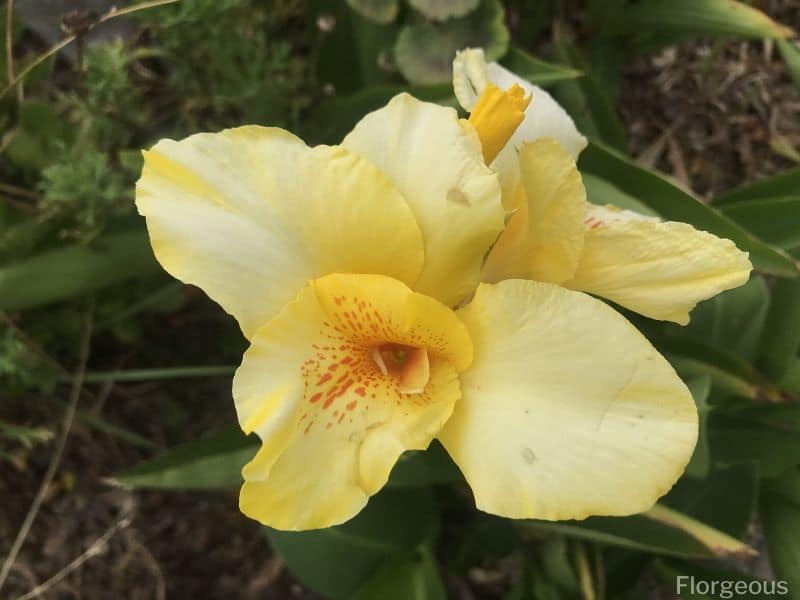yellow iris petal