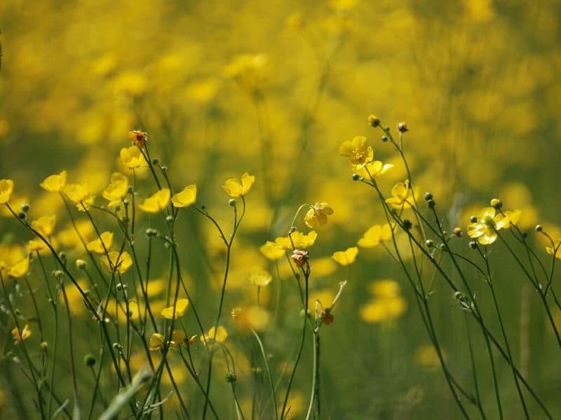 yellow ranunculus meadow