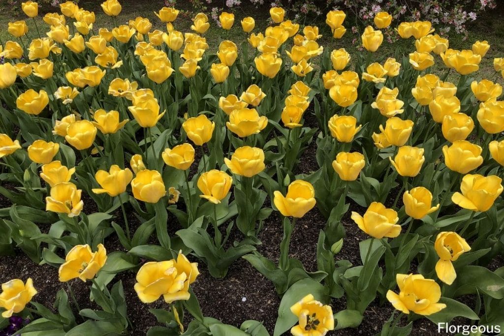 yellow tulips