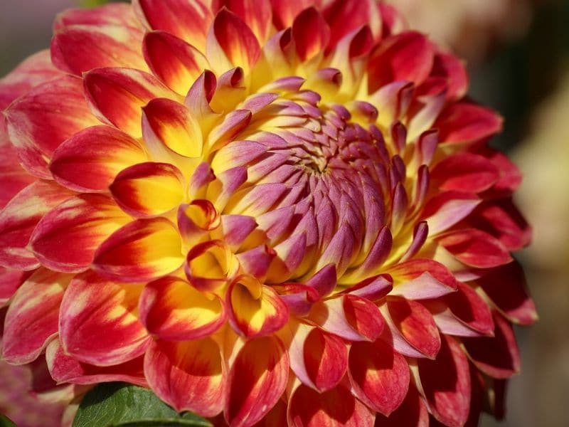 akita dahlia