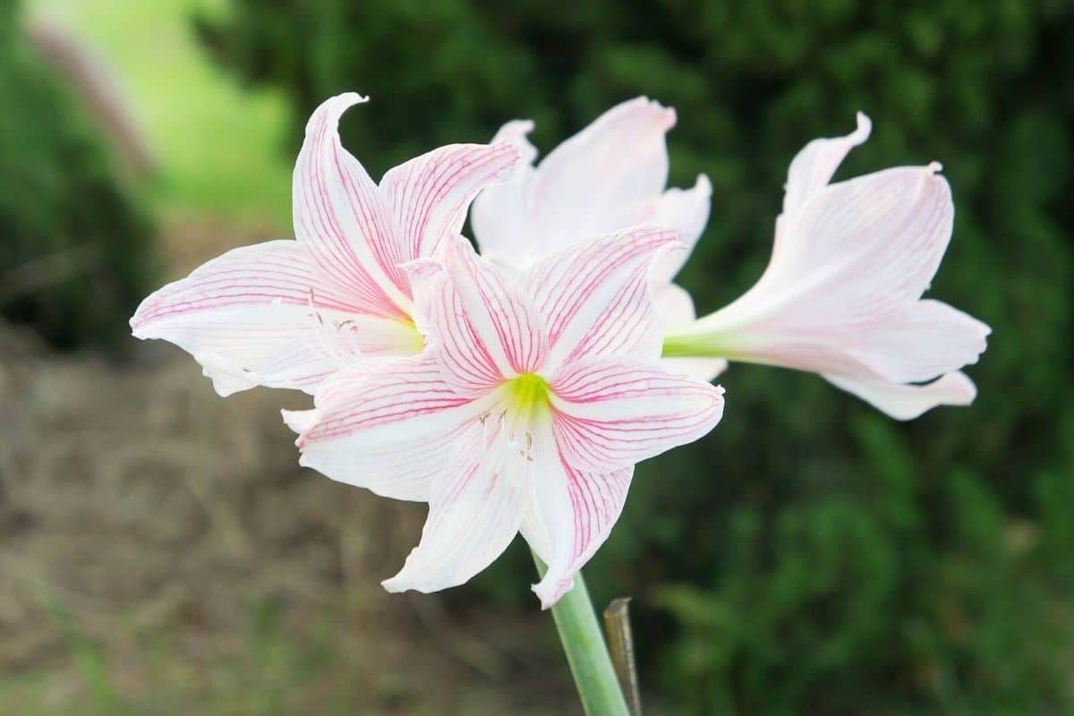 Amaryllis Flower Meaning Not Just