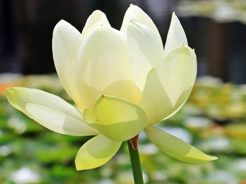 american lotus