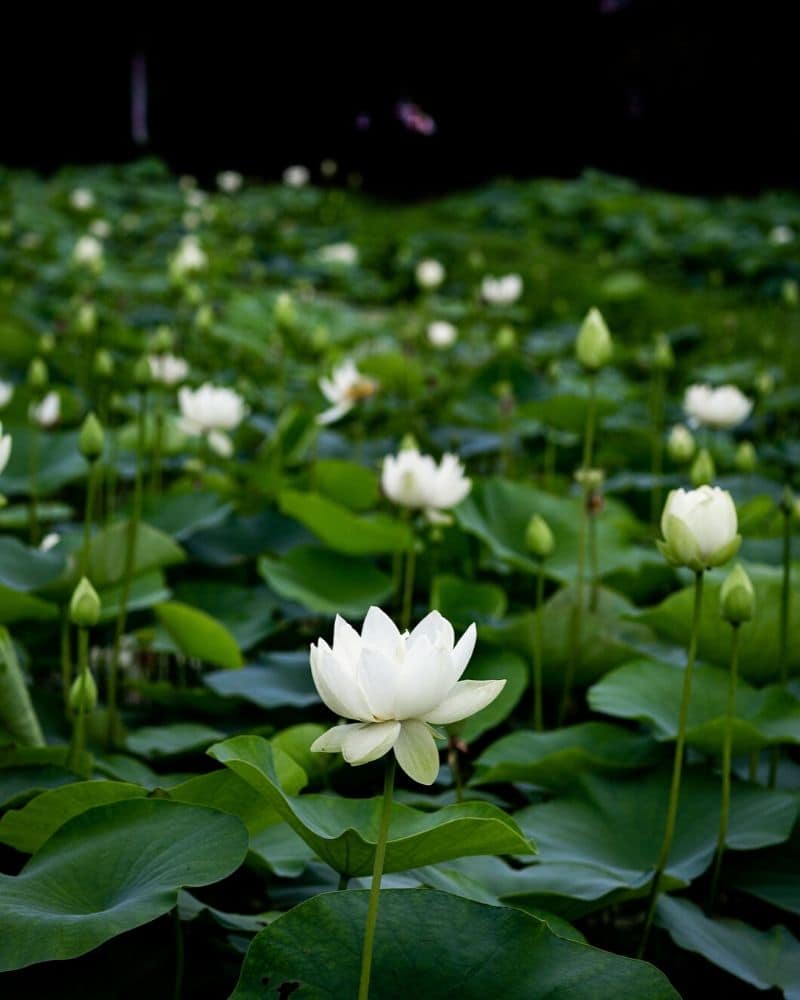 60 Kinds Lotus Seeds Nelumbo Nucifera Aquatic Water Plant Pond Bonsai Flowers 
