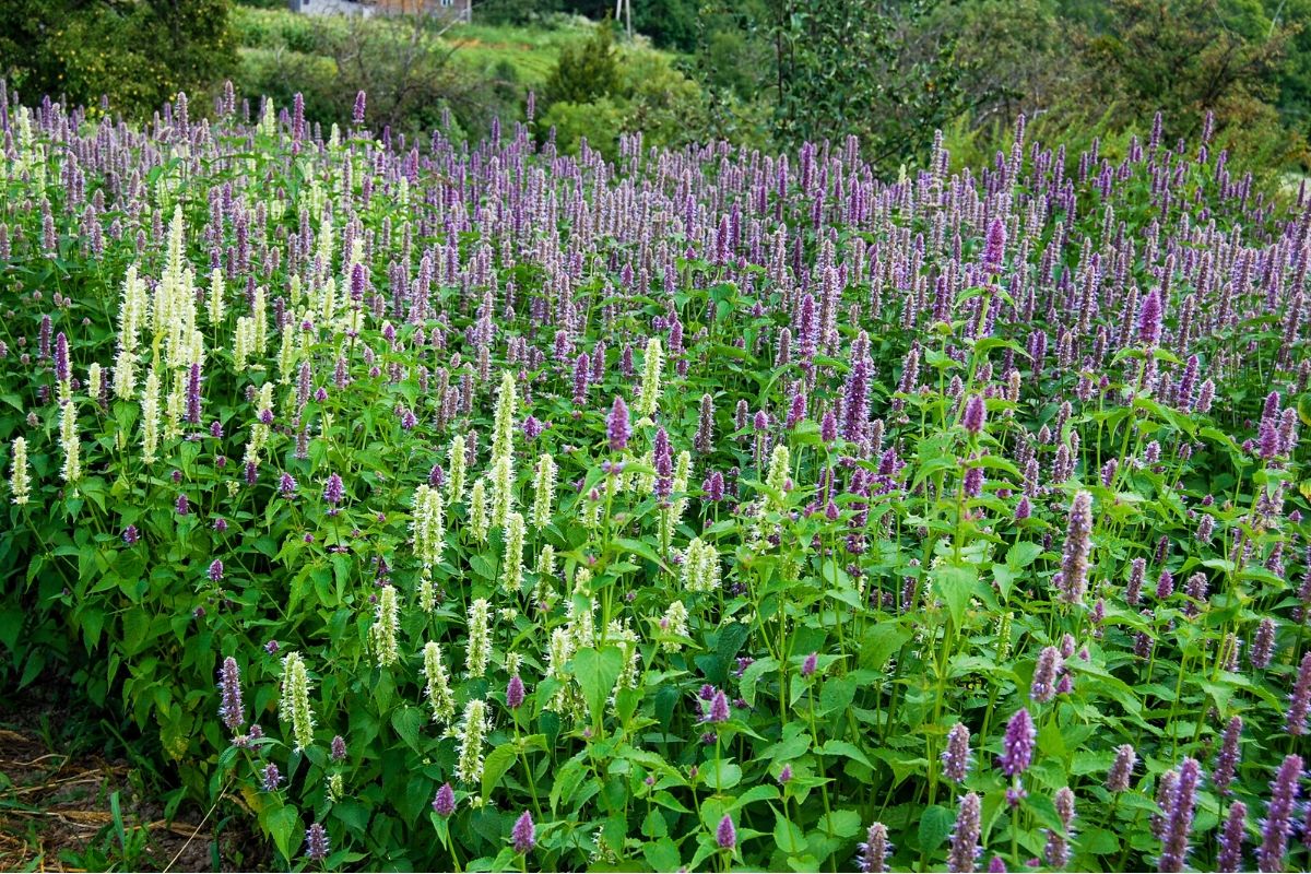 Anise Hyssop Flower Meaning Symbolism of Licorice Plant