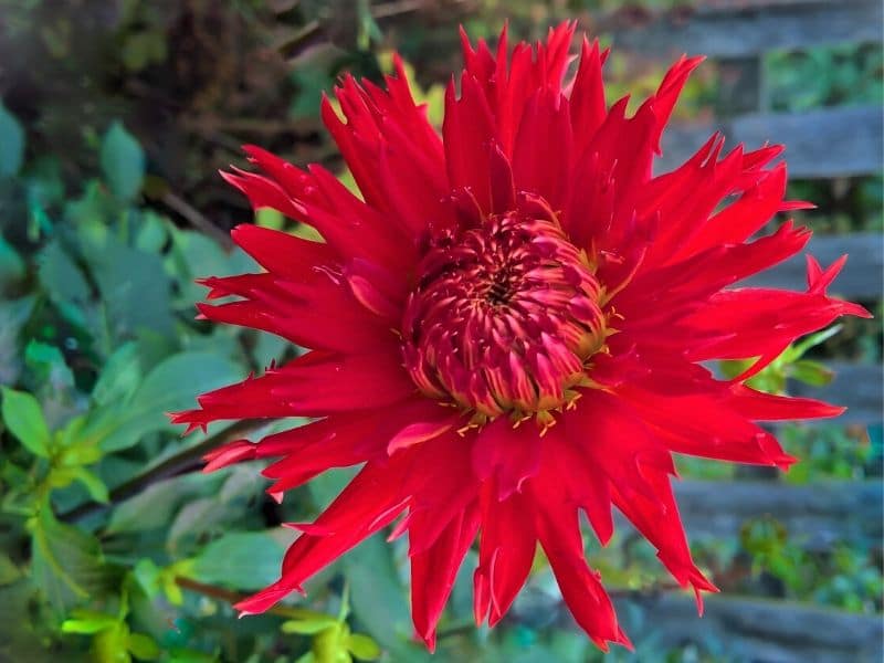 apache dahlia