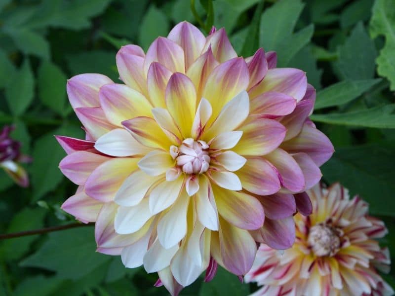 april dawn dahlia