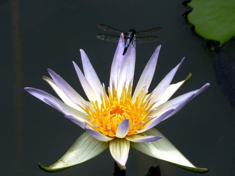 arc en ciel water lily