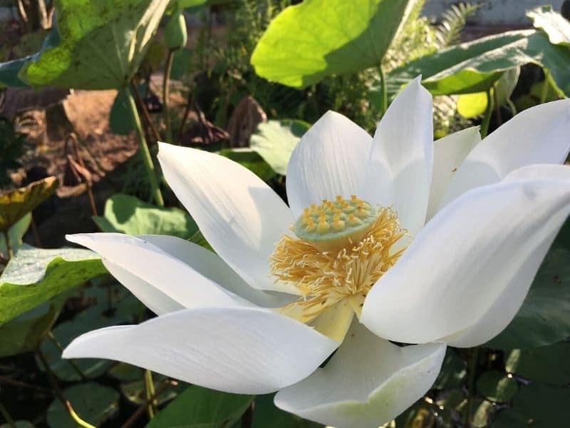 asiatic lotus
