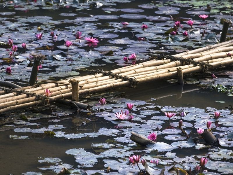 bamboo bridge over a lily pond