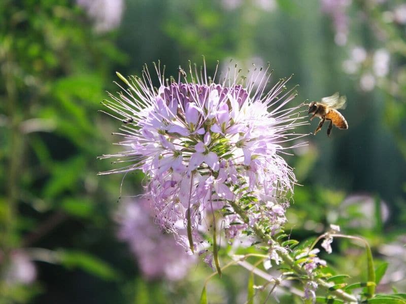 bee balm with bees