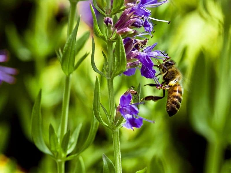 bee in anise hyssop flower