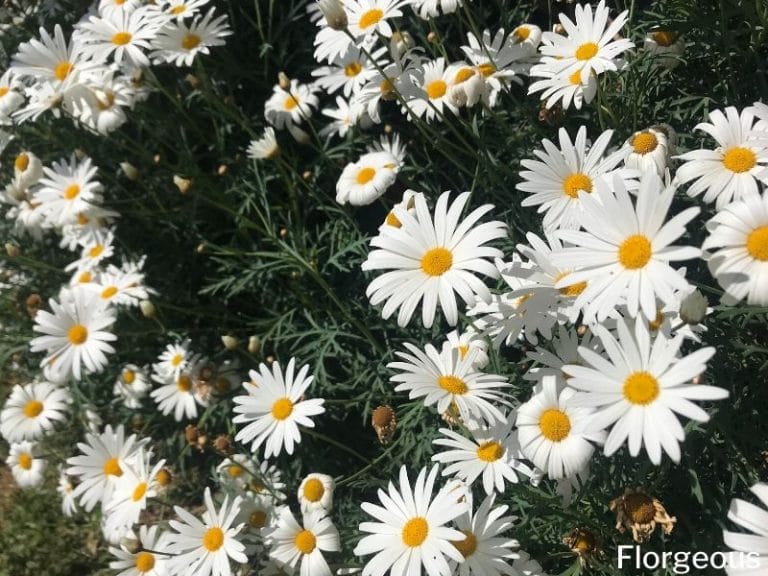 Types of Daisies: A Comprehensive Guide | Florgeous