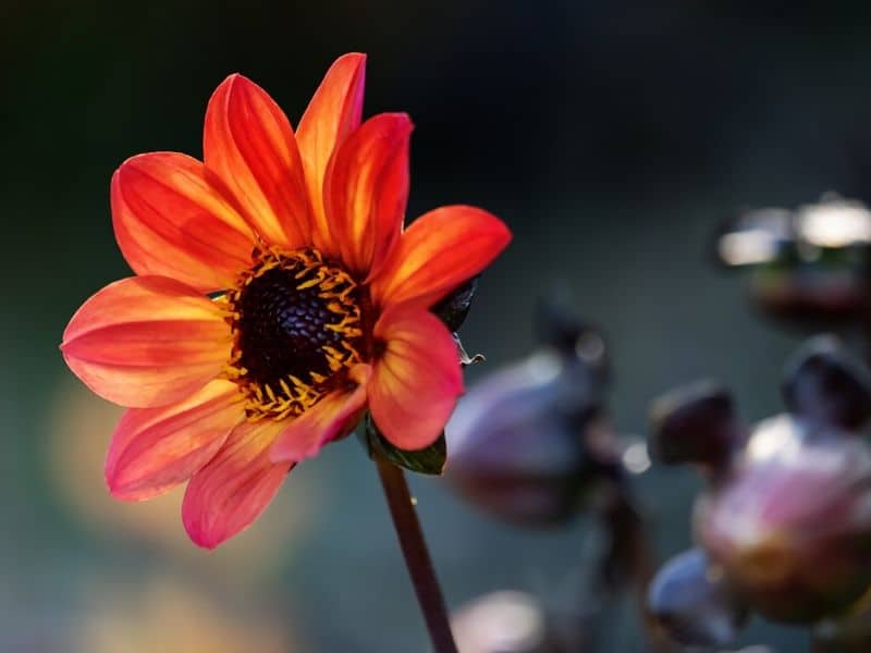 bishop of oxford dahlia