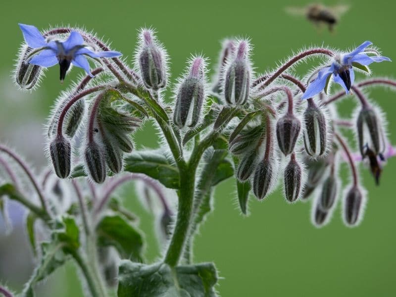 blue borage flower