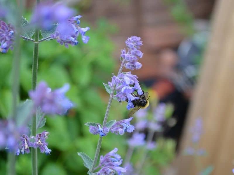 blue catmint flower