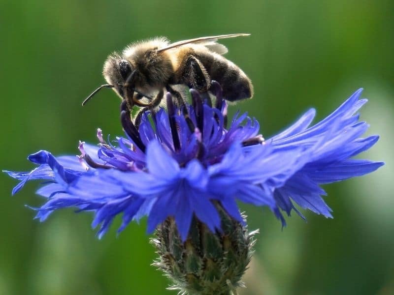 blue cornflower with bee
