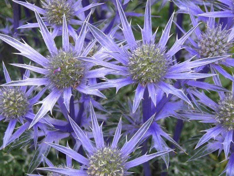 blue sea holly flowers