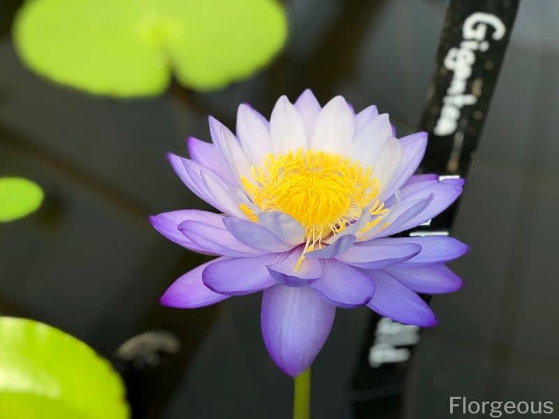 blue water lily flower