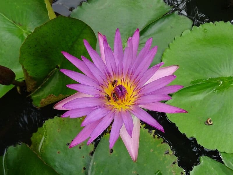 cape blue water lily