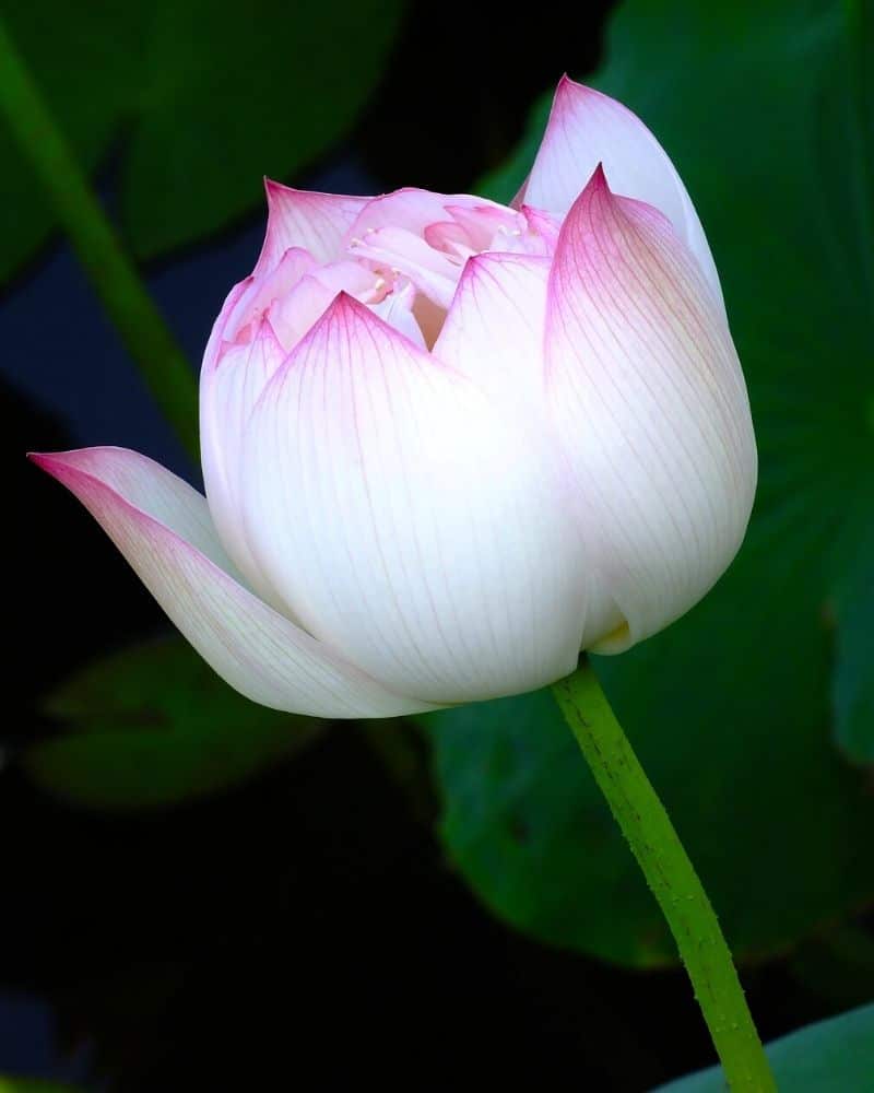 chawan basu lotus