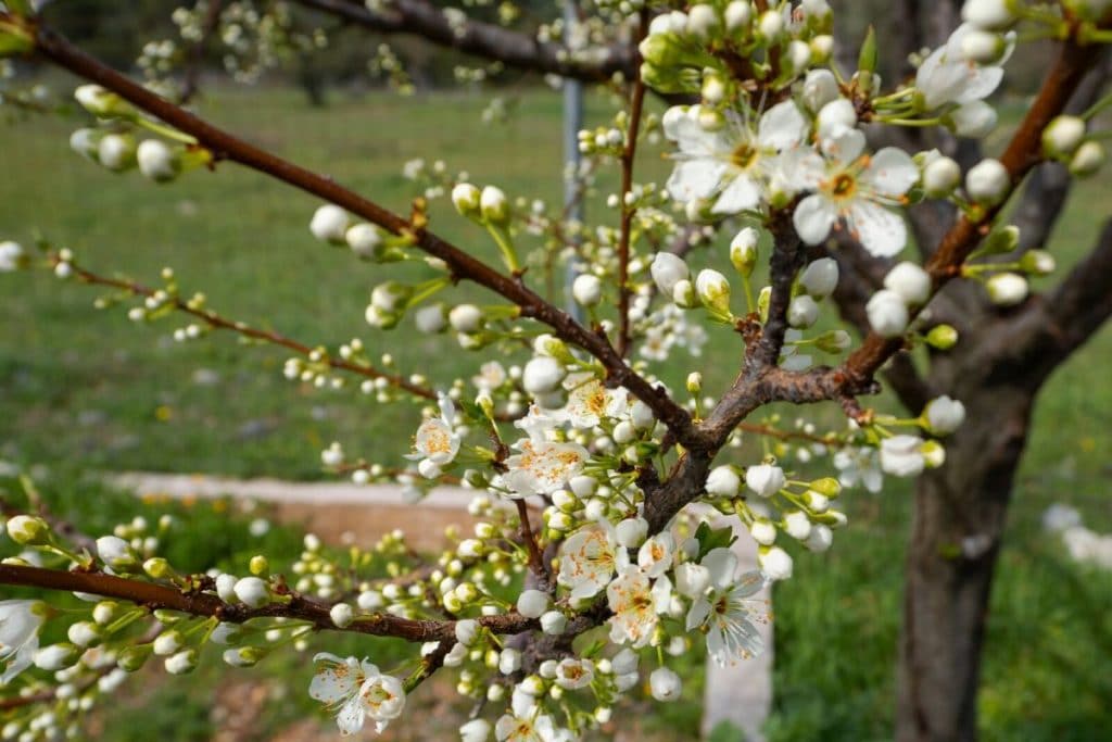 chinese flowers