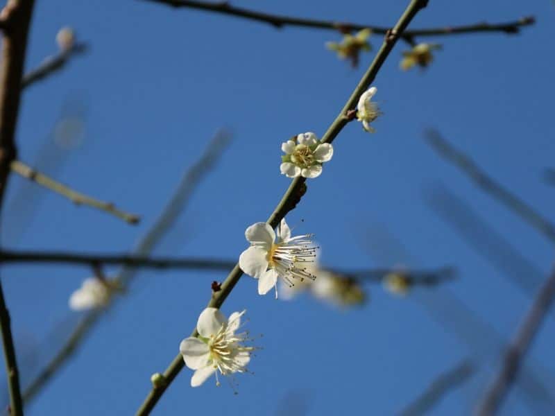 chinese plum blossom flowers
