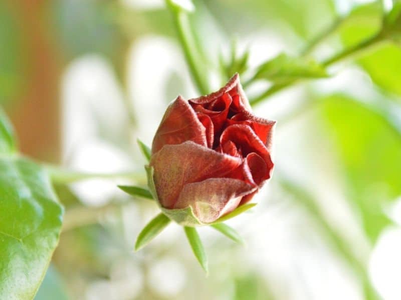 chinese rose flower bud