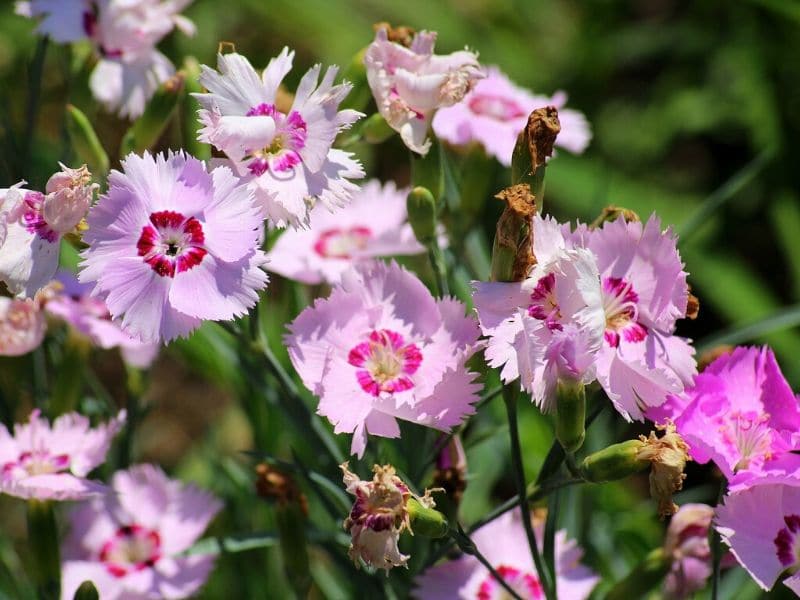 clove pink flowers