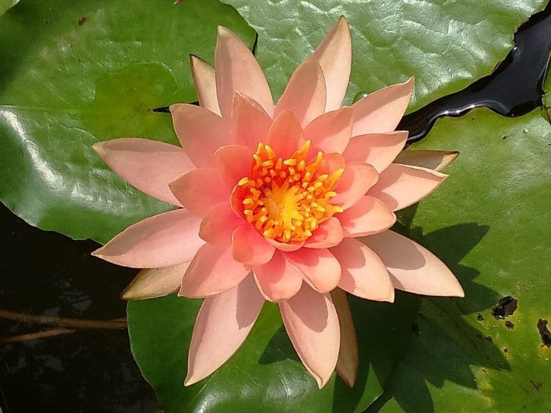 colorado water lily