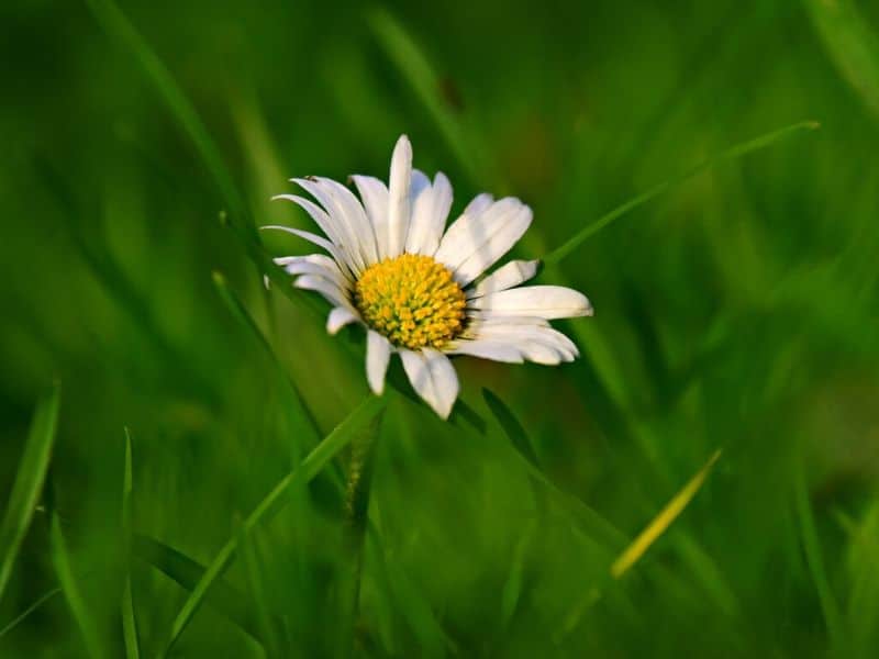 common daisy flower