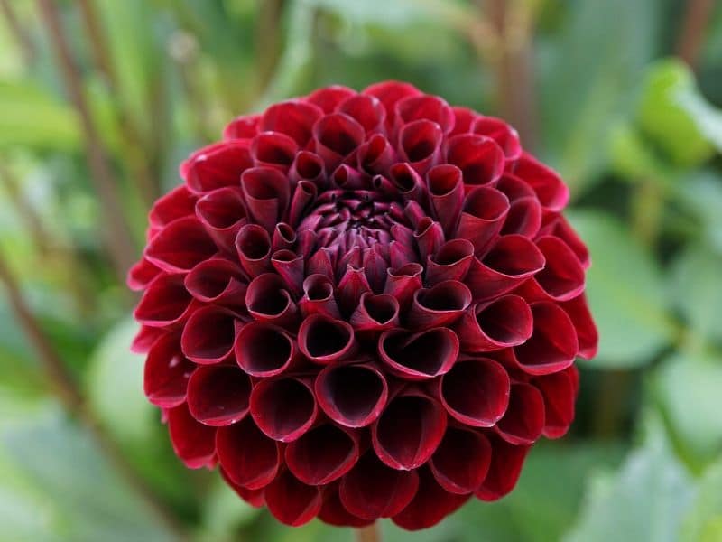 cornel dahlia