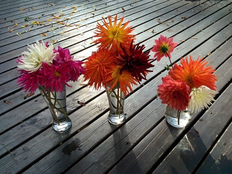 dahlia flowers in vases