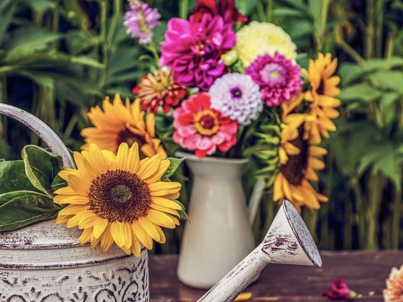 dahlia with sunflowers