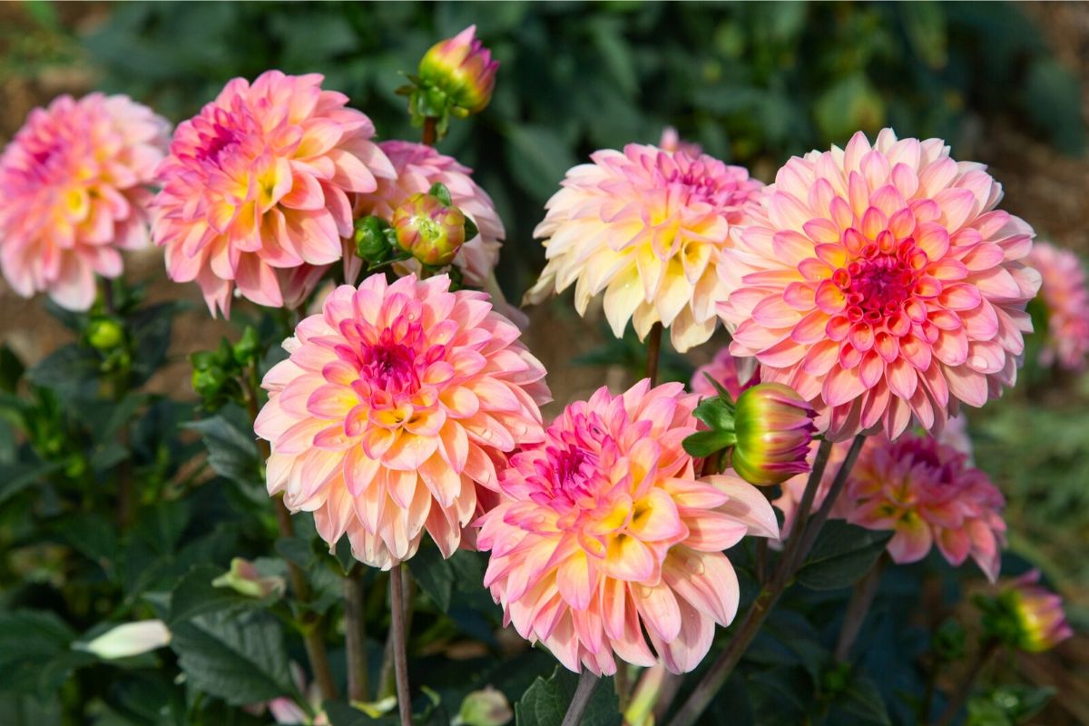 Dahlia Flowers Grand Central at Earl Comeaux blog