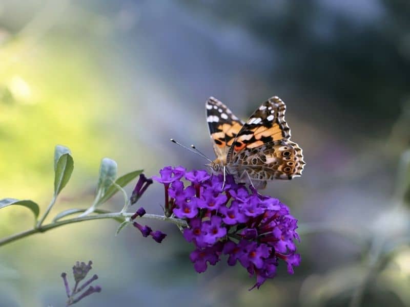 dark purple butterfly bush