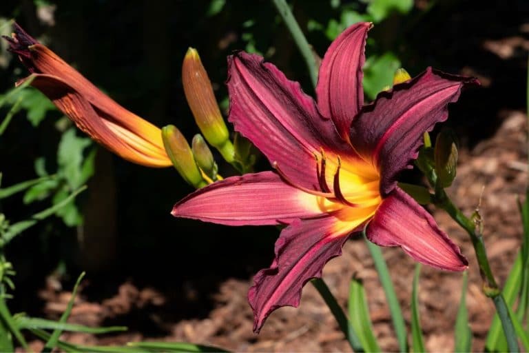Interesting Daylily Flower Meaning and Symbolism