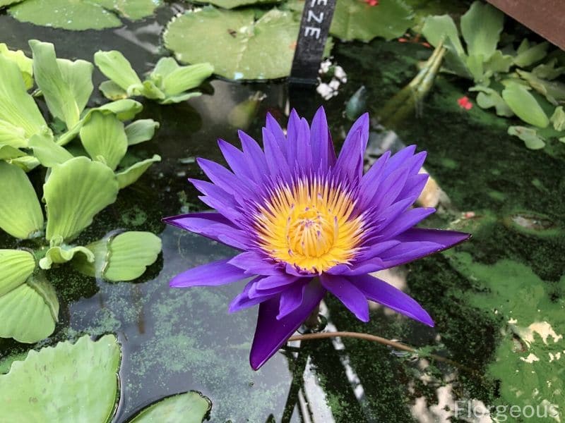 deep blue water lily yellow center