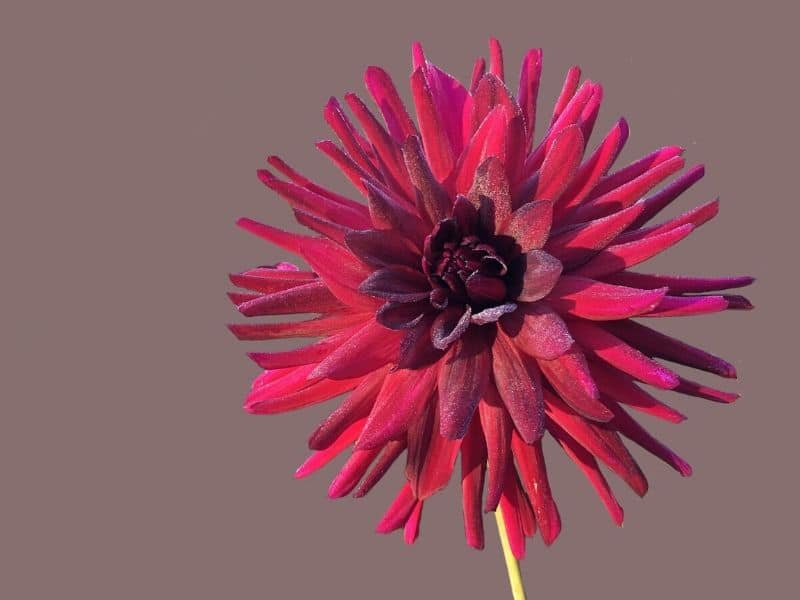 doris day dahlia