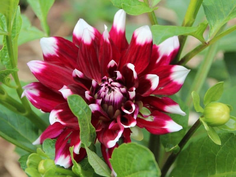 duet dahlia